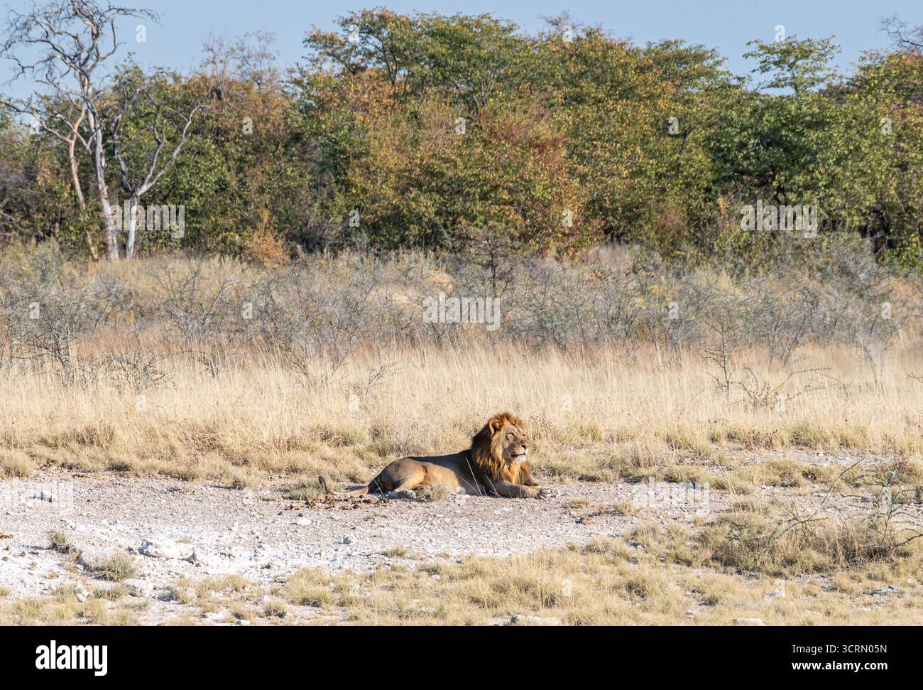 Plan grand-angle d'un lion mâle adulte (Panthera leo) avec une crinière noire pleine reposant près d'une ligne d'arbre sur la casserole calcaire pâle d'Etosha, Namibie Banque D'Images