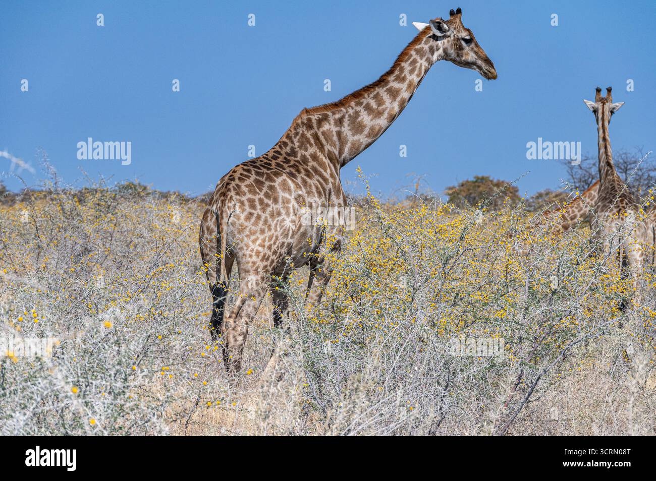 Prise de vue en téléobjectif à bas angle d'une jeune girafe angolaise (Giraffa camelopardalis angolensis) surplombant le Bush à fleurs jaunes, avec une deuxième girafe visible derrière, Parc national d'Etosha, Namibie Banque D'Images