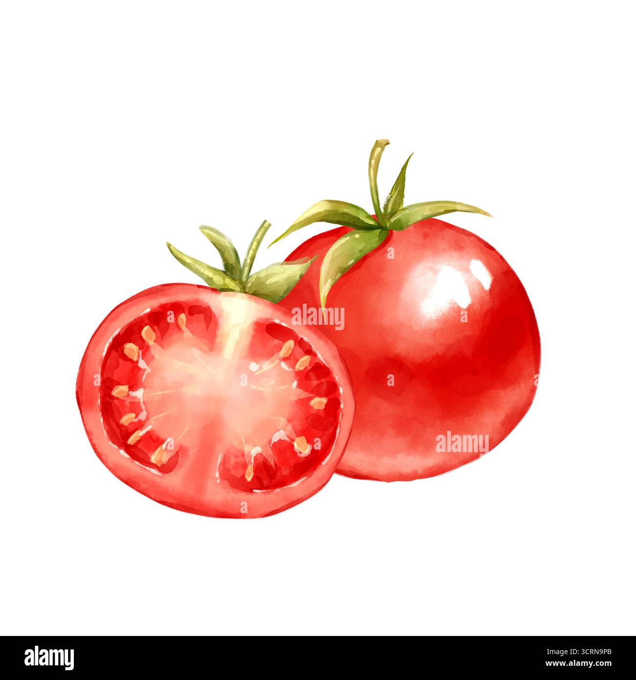 Illustration aquarelle dessinée à la main de tomate rouge entière et tranche mûre montrant la texture intérieure. Conception pour les ressources de cuisson, les projets d'alimentation saine, ou m Banque D'Images