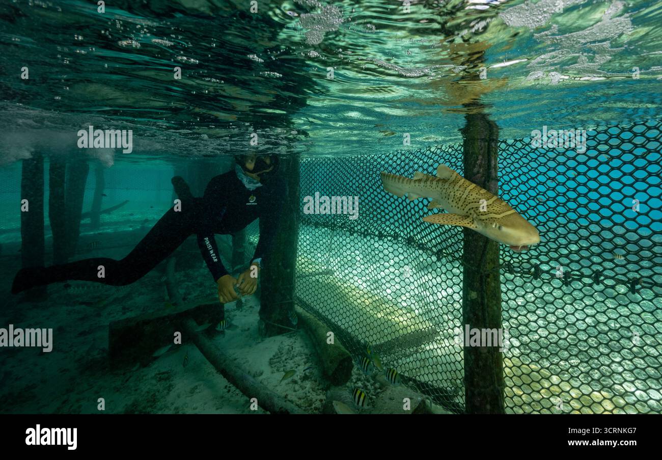 Le personnel de Reshark nourrit les requins léopards juvéniles à la main tous les jours dans une casserole de retenue, Kri Island West Papua Indonesia. Banque D'Images