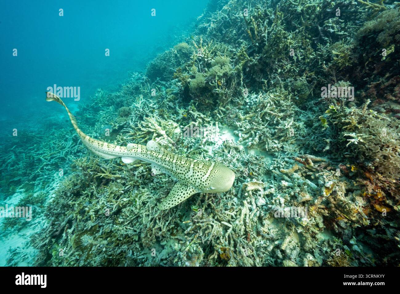 Requin zèbre juvénile, Stegostoma tigrinum, espèce en danger critique d'extinction relâchée à l'état sauvage sur l'île de Kri, Papouasie occidentale en Indonésie. Banque D'Images