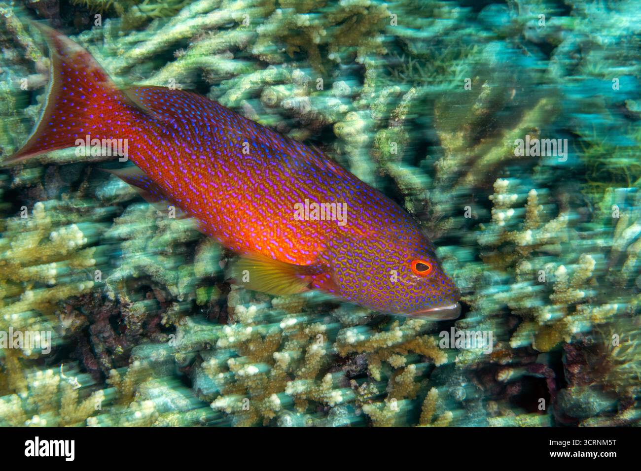 Mérou queue Lyre, Variola louti, Raja Ampat Indonésie Banque D'Images