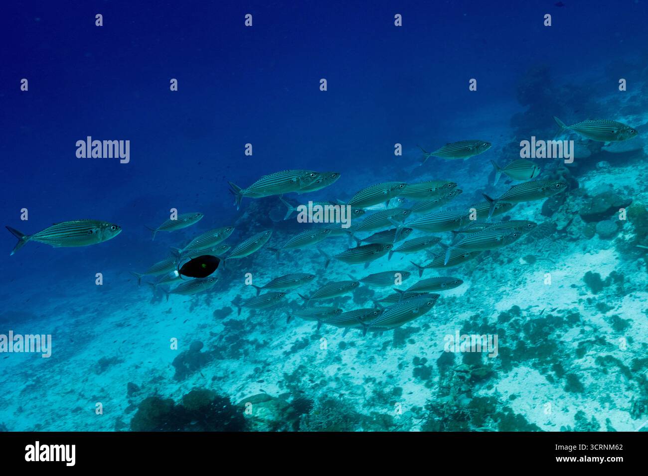 Maquereaux à bouche, Rastrelliger kanagurta, Raja Ampat Indonesia Banque D'Images