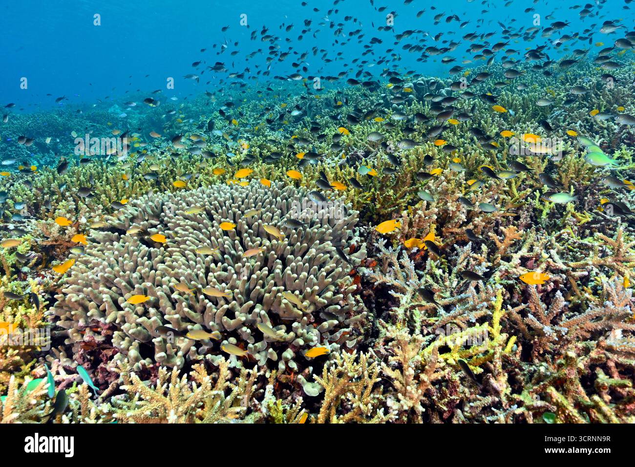 Récif pittoresque avec coraux Acropora et poissons chromis Raja Ampat Indonésie Banque D'Images