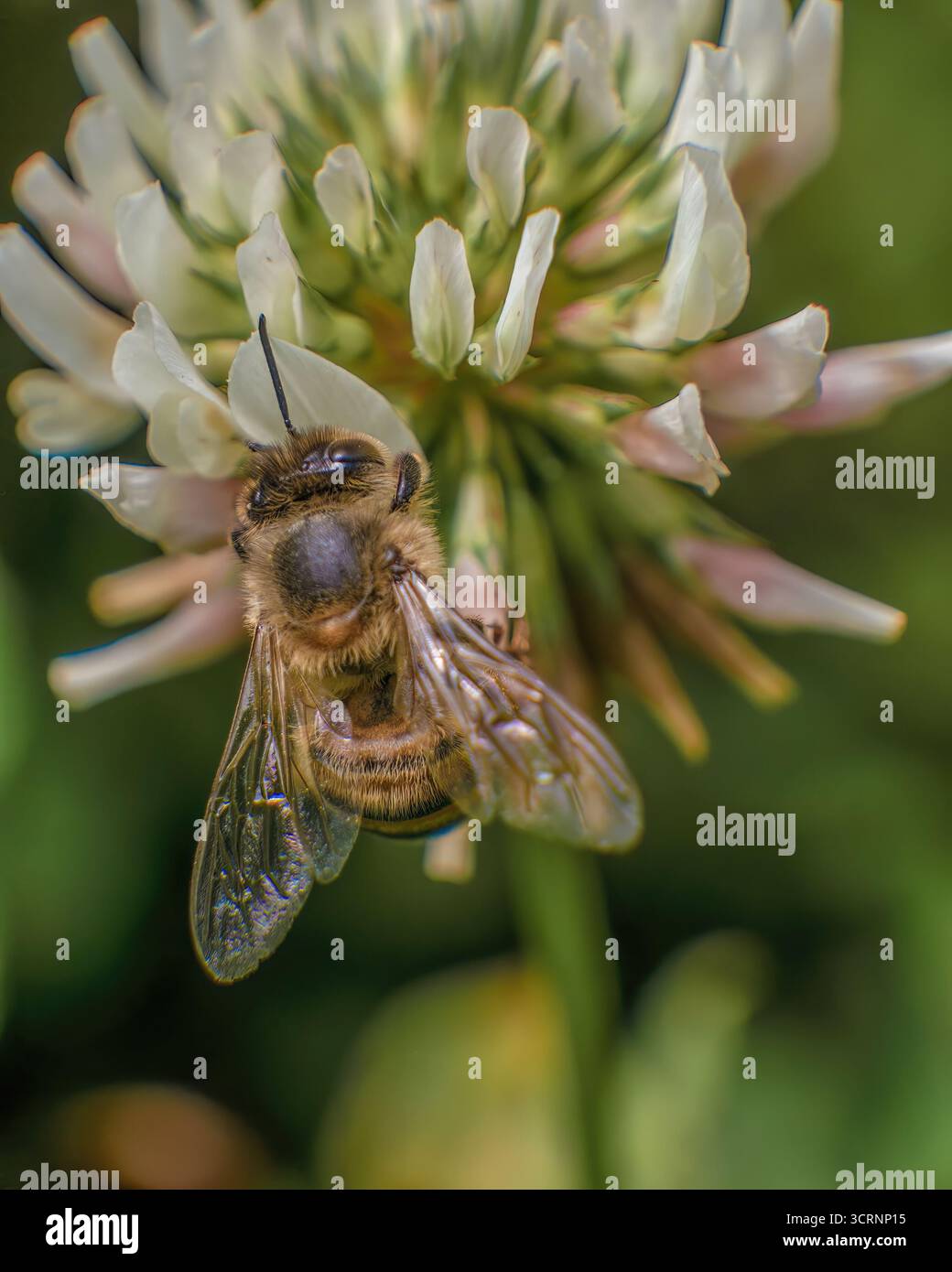 Une abeille se nourrissant d'une fleur de trèfle blanc ; macrophotographie grand angle capturée dans un champ dans les montagnes andines orientales du centre de la Colombie Banque D'Images