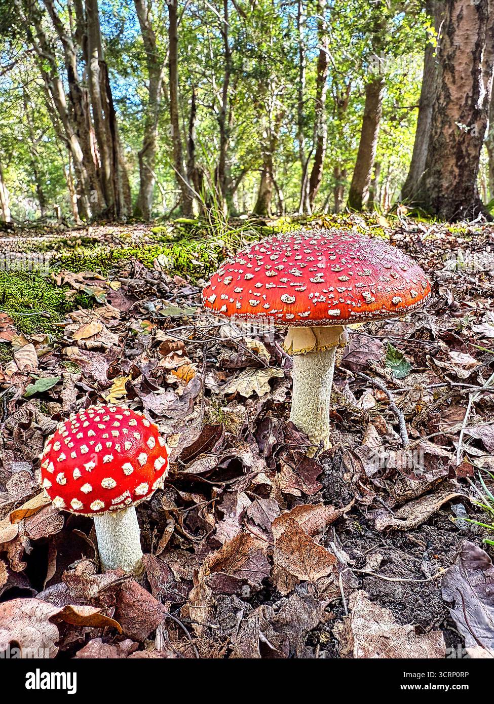 Mouchez le champignon agarique en automne - Image de stock capturée avec un smartphone