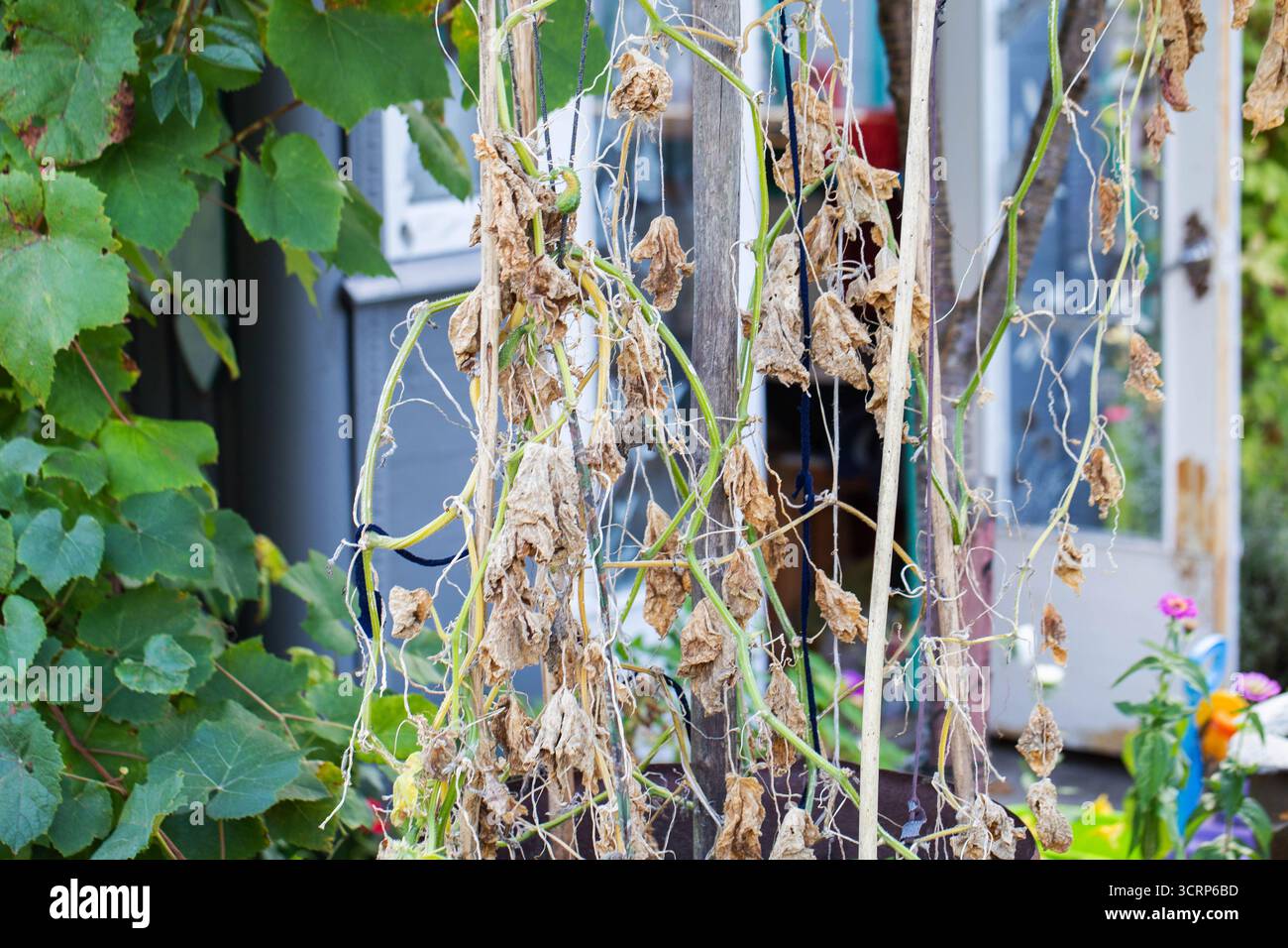Feuilles de bourrache séchées dans un lit de jardin. Maladies du concombre, sécheresse et carences en nutriments. Banque D'Images