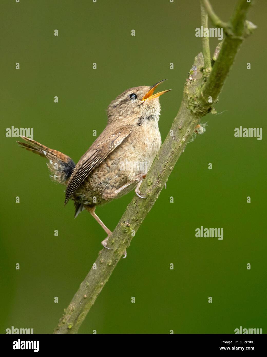 La Wren eurasienne (Troglodytes troglodytes) ou Wren nordique est un très petit oiseau insectivore et le seul membre de la famille des Wren trouvé dans l'ancien WO Banque D'Images