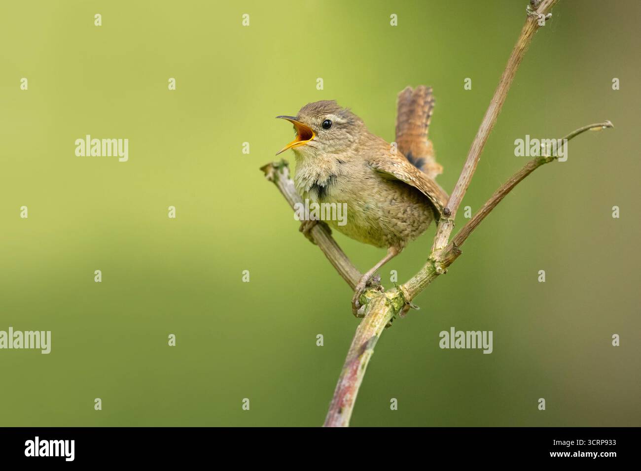 La Wren eurasienne (Troglodytes troglodytes) ou Wren nordique est un très petit oiseau insectivore et le seul membre de la famille des Wren trouvé dans l'ancien WO Banque D'Images