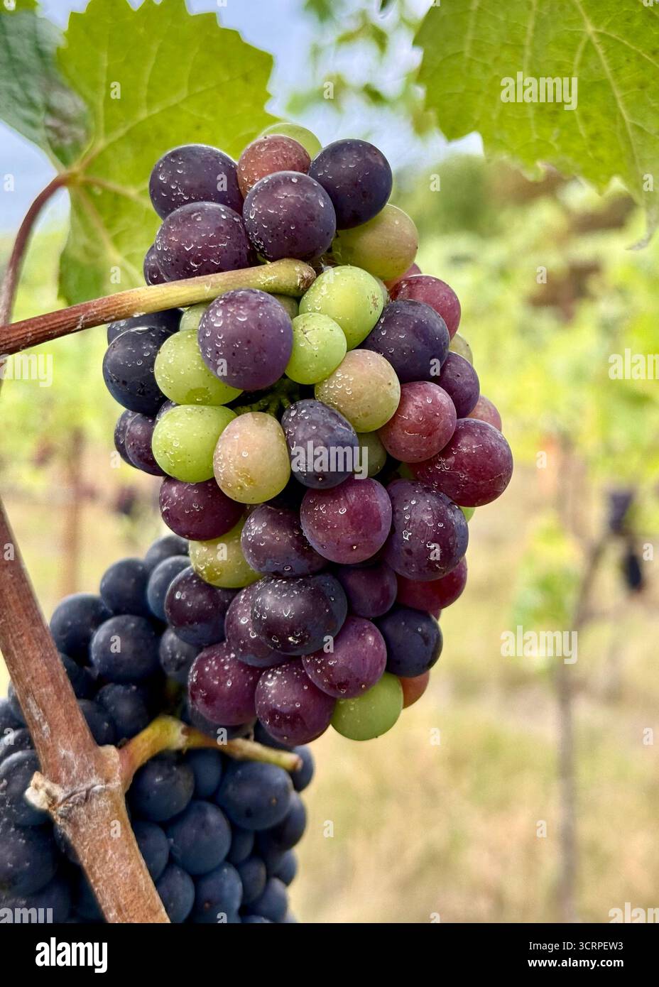 Vignoble raisin vignes grappe de raisins multicolores Banque D'Images