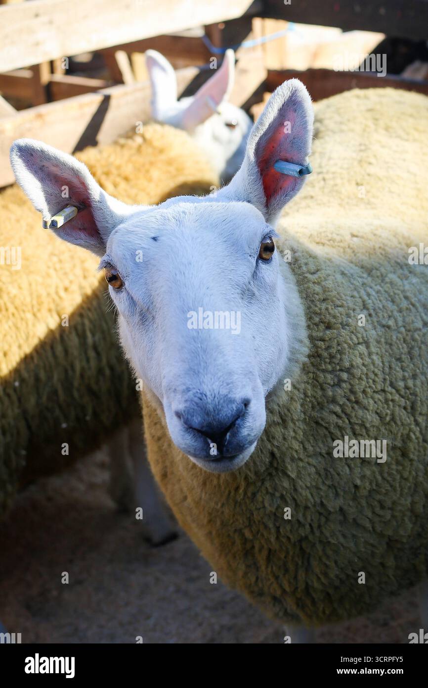 40th Masham Sheep Fair 2025, North Yorkshire, Angleterre, Royaume-Uni Banque D'Images