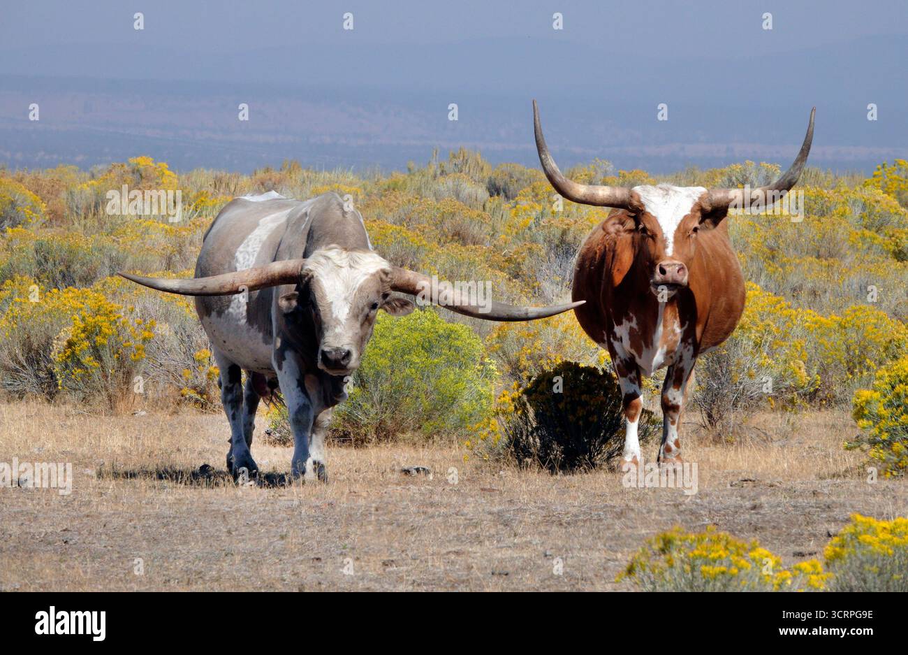 Un petit troupeau de catle de la longhorn du Texas errant dans un grand pâturage ouvert dans le haut désert de l'Oregon près de la ville de Madras, Oregon. Banque D'Images