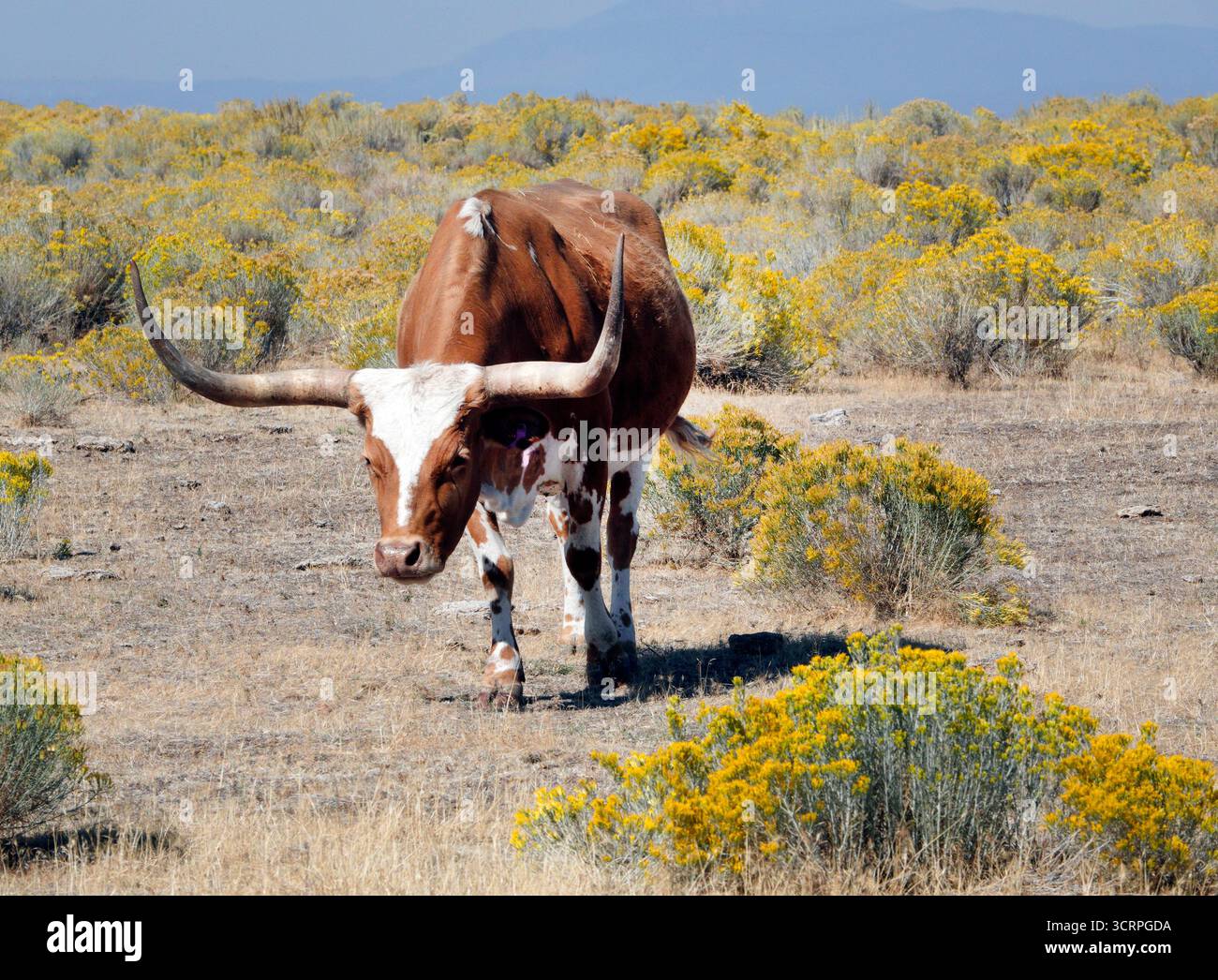 Un petit troupeau de catle de la longhorn du Texas errant dans un grand pâturage ouvert dans le haut désert de l'Oregon près de la ville de Madras, Oregon. Banque D'Images