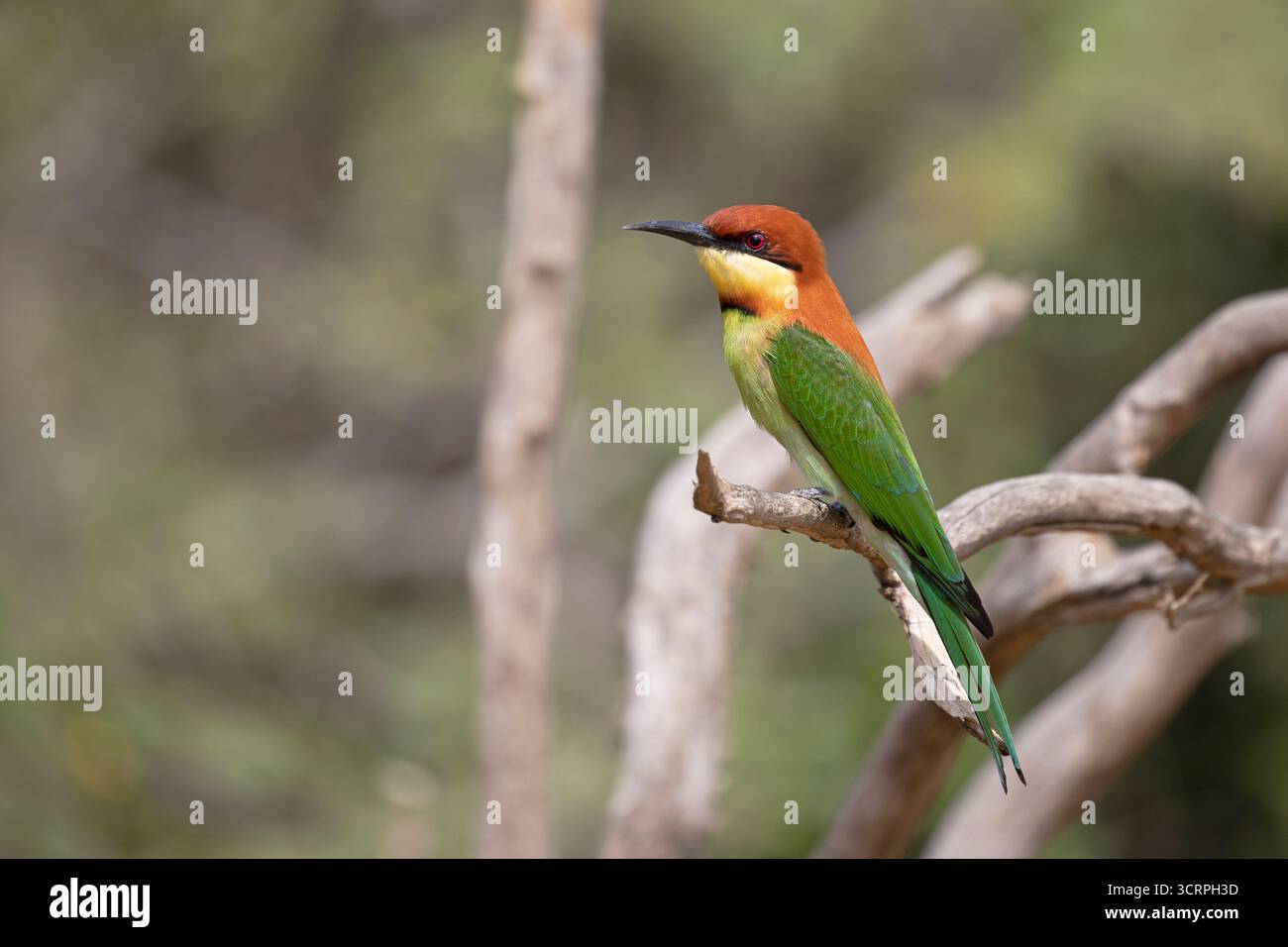 Un mangeur d'abeilles à tête de châtaignier multicolore profite du soleil tropical. Banque D'Images