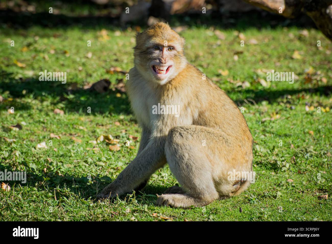 Macaque barbare montrant ses dents à la Forêt des singes, Rocamadour, France Banque D'Images
