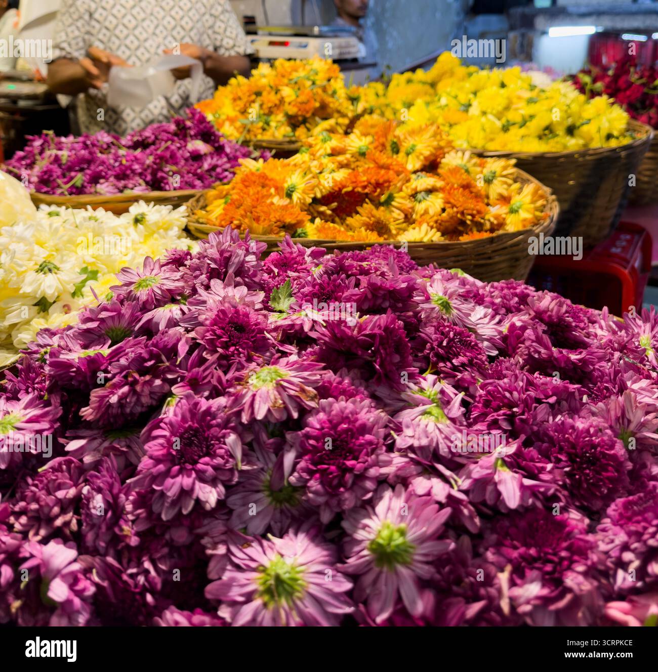 Les fleurs de l'image sont des chrysanthèmes, plus précisément une espèce appelée Chrysanthemum morifolium. Fleurs fraîches symbolisant la culture, la fête. Banque D'Images