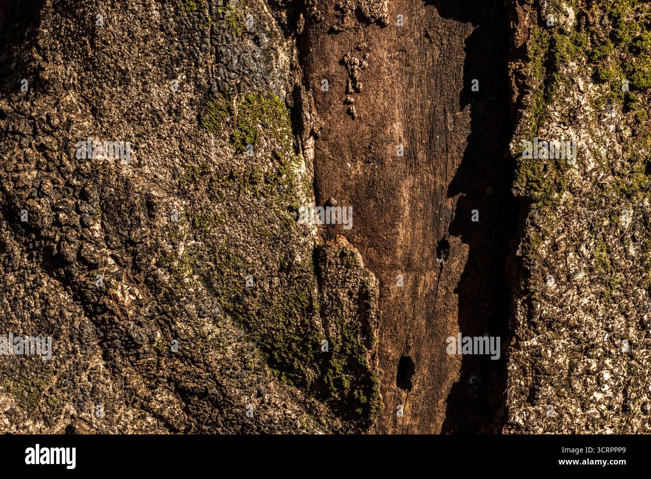 Plan macro détaillé de l'écorce d'arbre avec de la mousse. Les tons terreux soulignent la texture et le detai naturel Banque D'Images