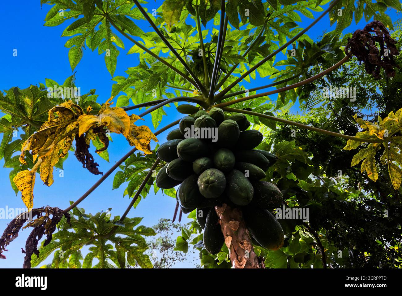 Papaye chargé de fruits verts contre un ciel bleu. Un feuillage luxuriant et quelques feuilles jaunissantes ajoutent à la scène tropicale Banque D'Images