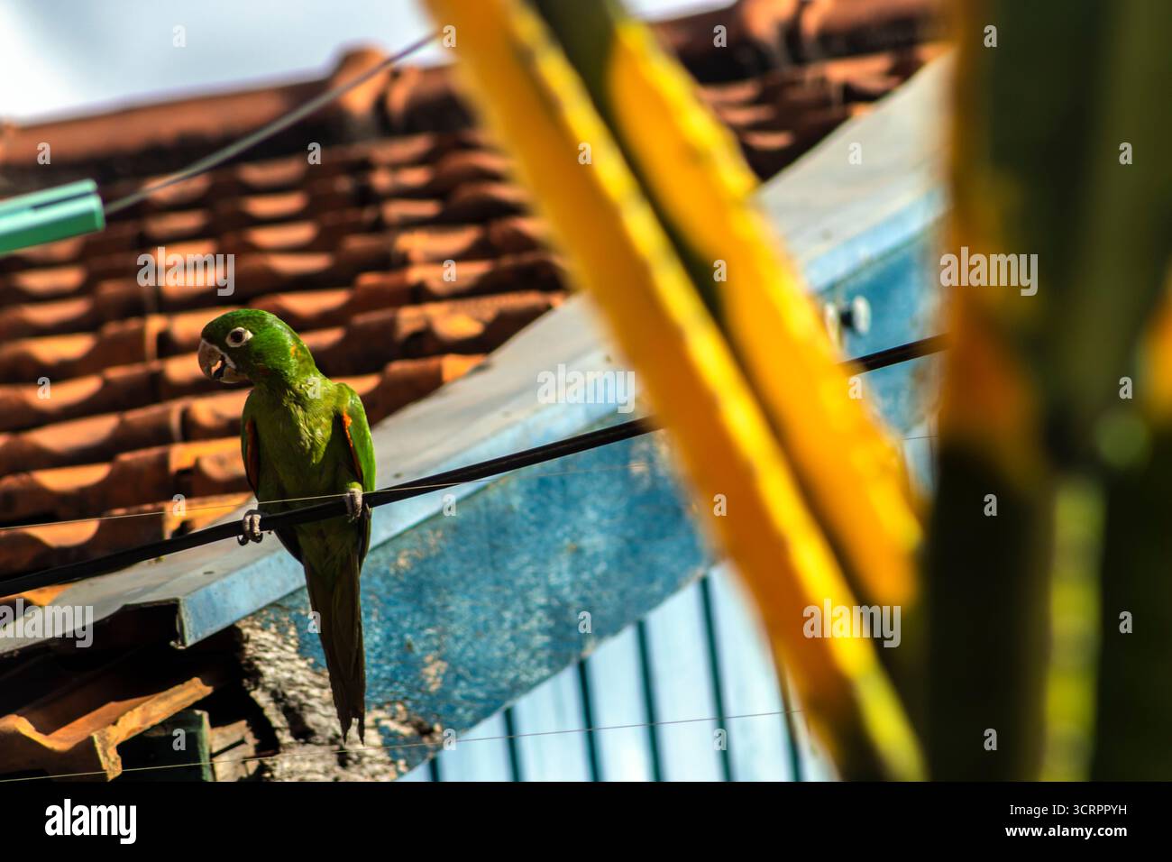 Perruche perchée sur un câble électrique entre des tiges de mandacaru floues et le toit d'une maison en arrière-plan dans une ville du Brésil Banque D'Images