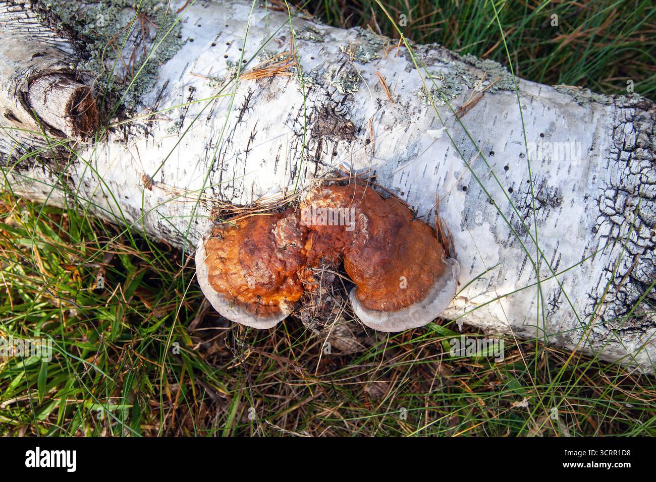 Ganoderma lucidum, champignon polypore médicinal sauvage Banque D'Images