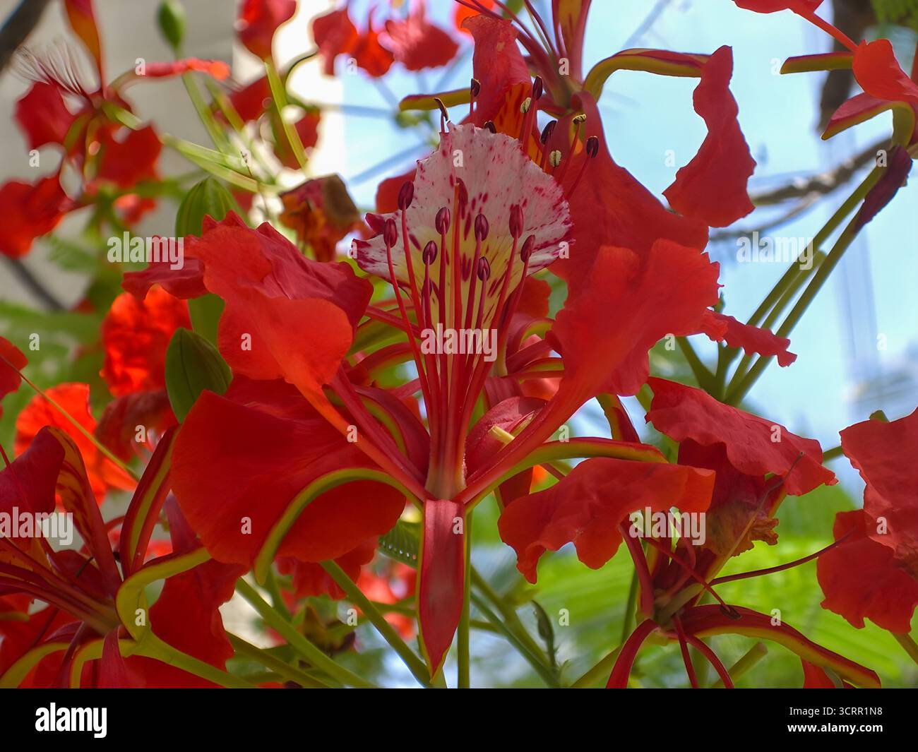 Fleur flamboyante écarlate (Delonix regia) en fleur, macro gros plan. Banque D'Images