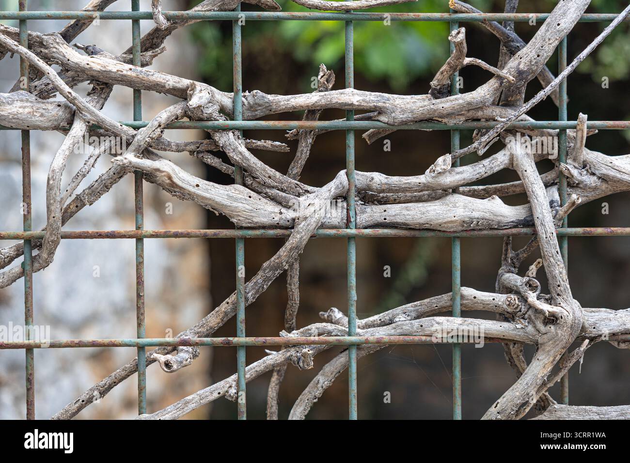 Un gros plan de vignes noueuses et séchées entrelacées avec une clôture en métal vert, mettant en évidence les textures rugueuses, les tons de bois altérés et un motif organique t Banque D'Images