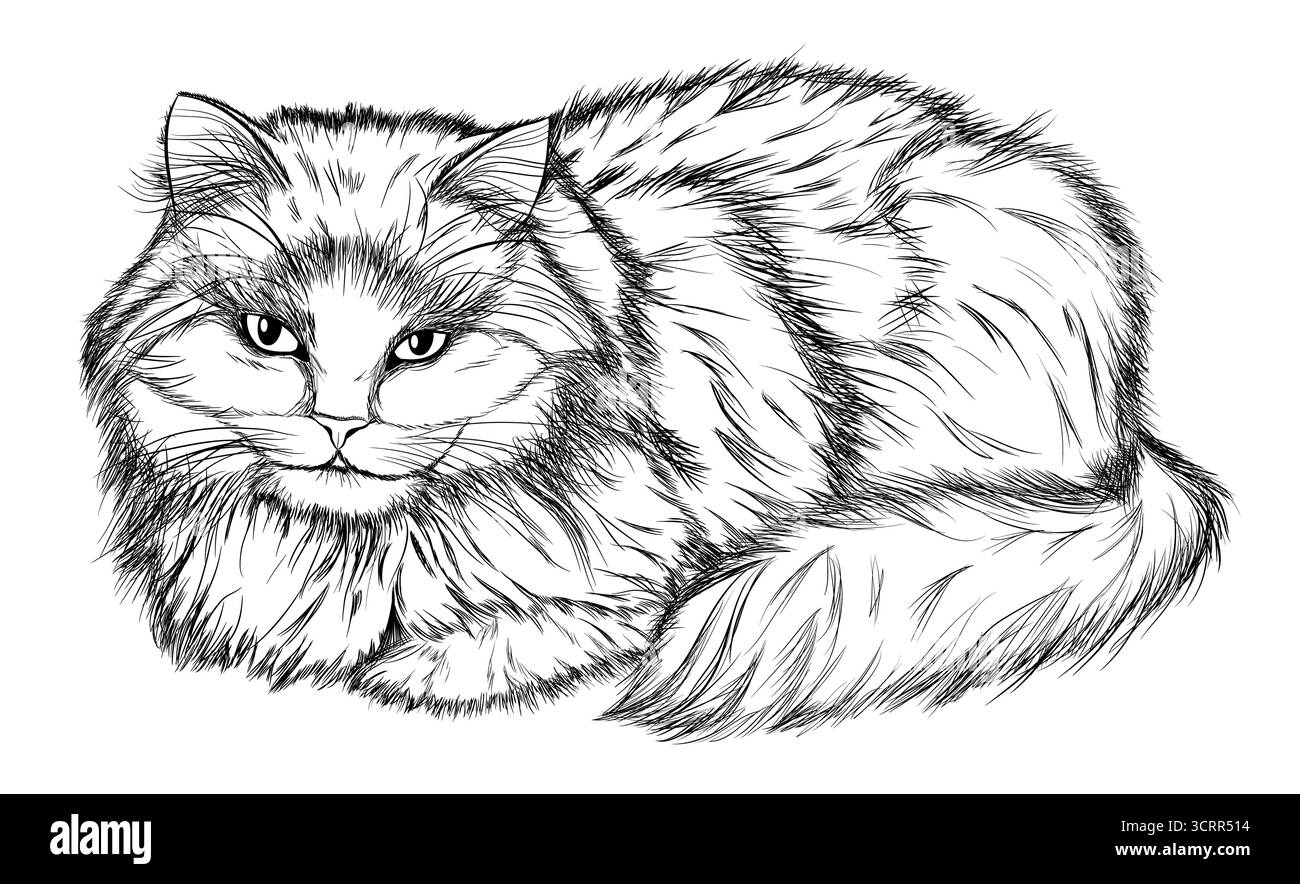 chat couché, dessin au crayon noir et blanc Illustration de Vecteur