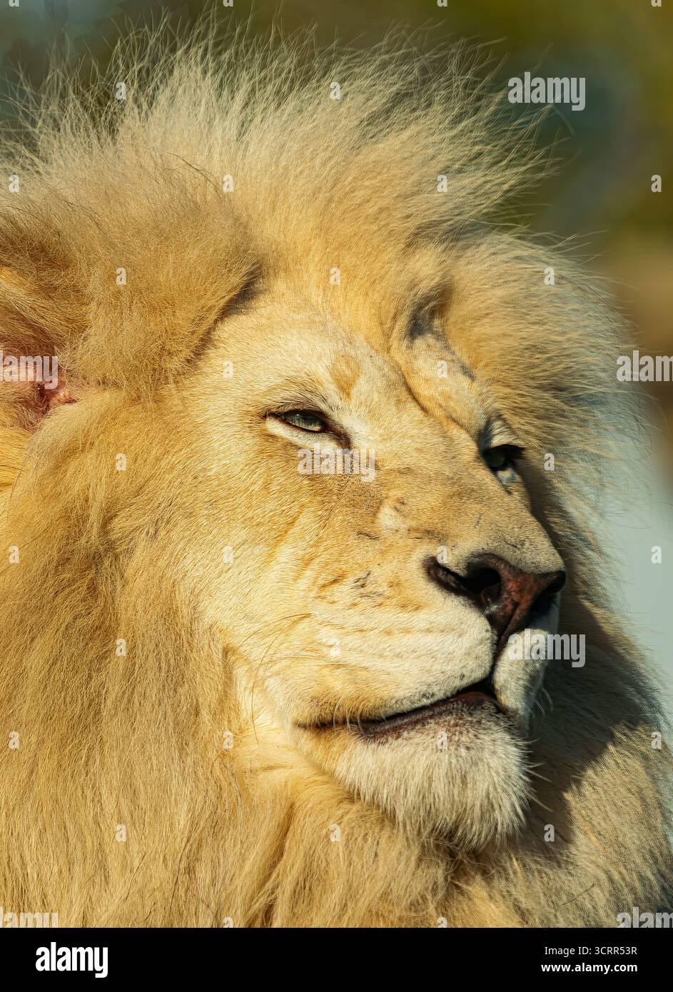 Lion blanc asiatique blanc mâle, (Panthera leo leo), vue rapprochée portrait de la tête, avec lumière du coucher du soleil Banque D'Images