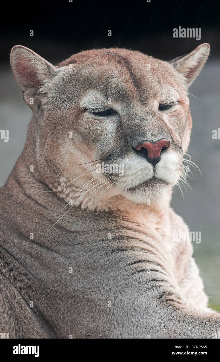 cougar, (Puma concolor), portrait de tête, avec les yeux à moitié fermés Banque D'Images