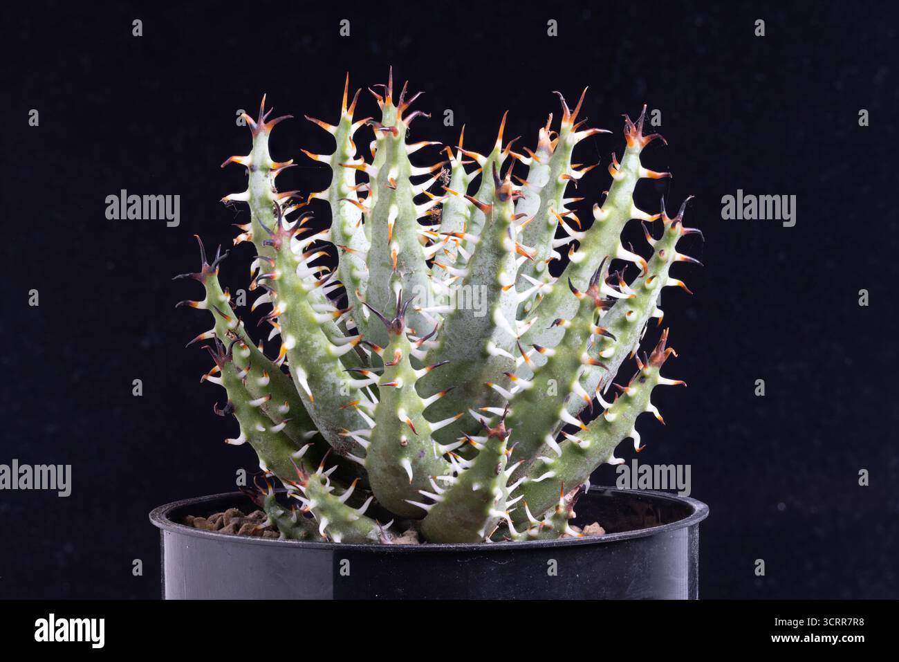 Aloe erinacea, en culture Banque D'Images