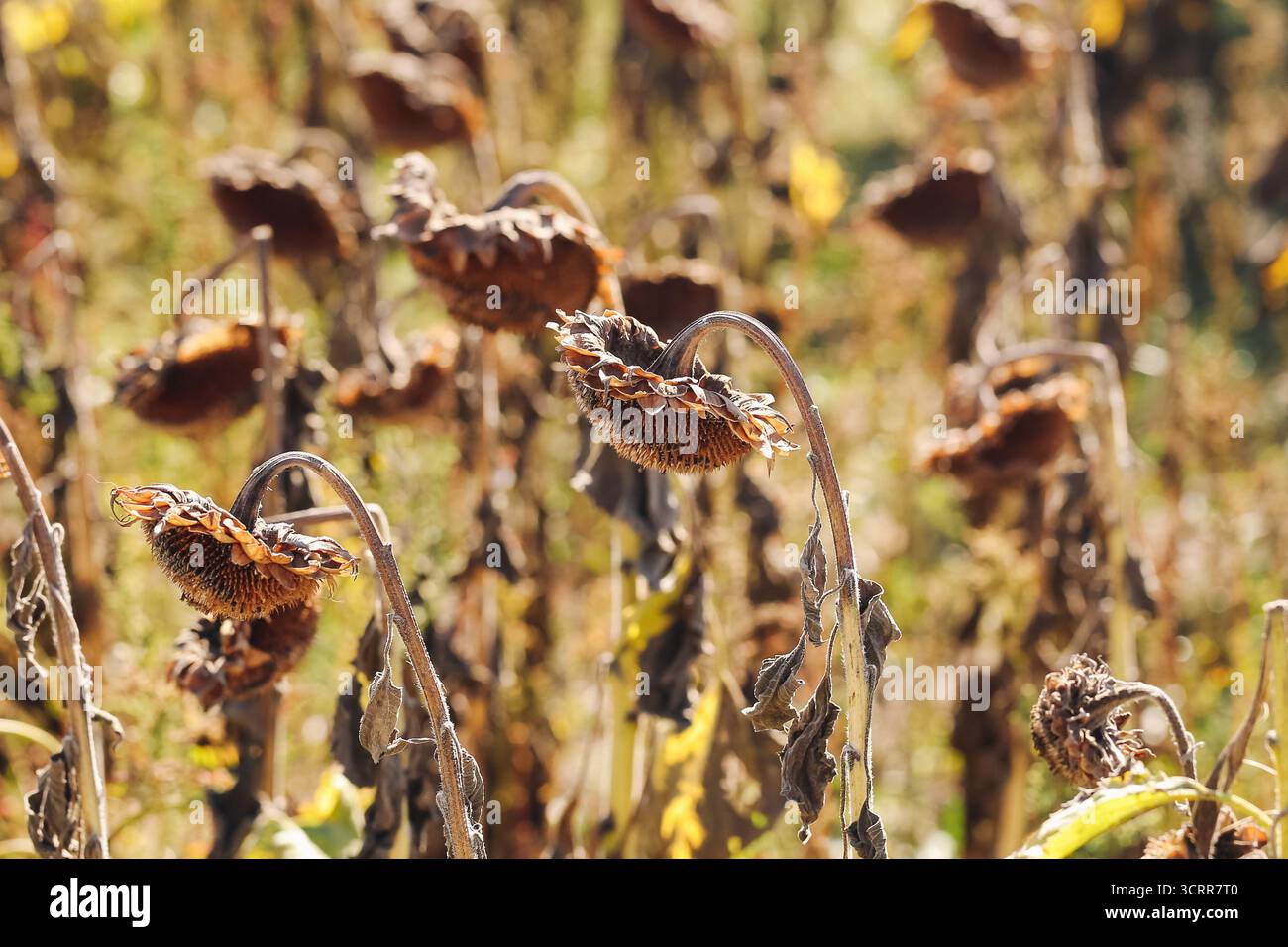 Plantes de tournesol sèches dans le champ d'automne en gros plan. Fleurs fanées et paysage naturel saisonnier pendant la campagne de fin d'été en plein air. Banque D'Images