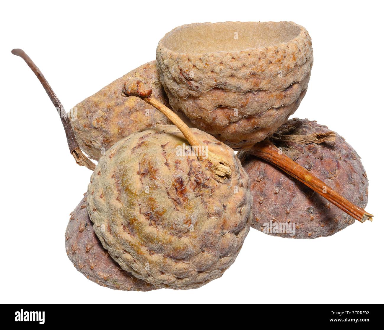 Tasses moelleuses de glands avec des tiges courtes sur un fond isolé Banque D'Images