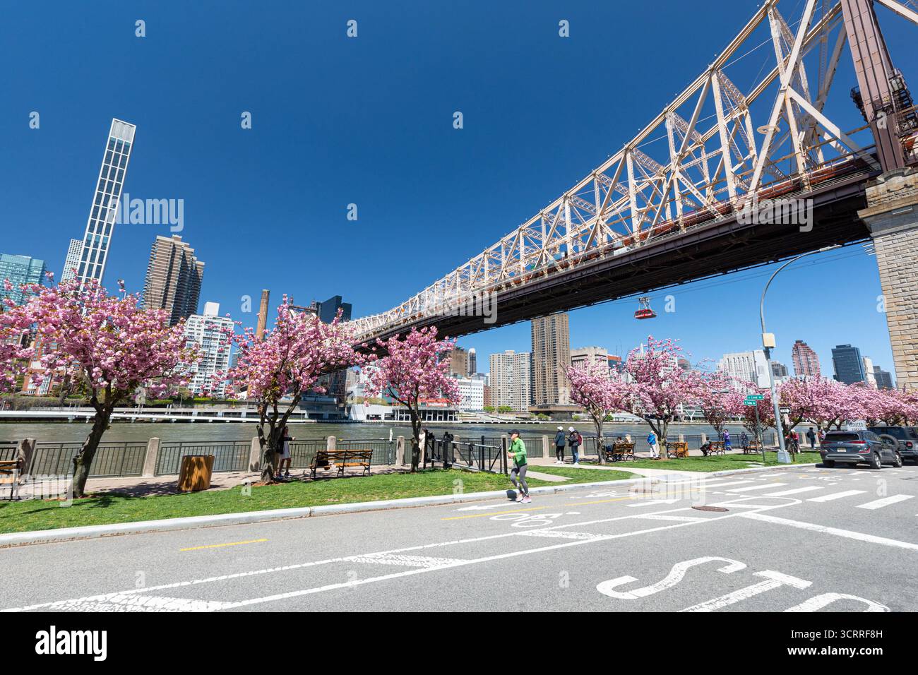 Queensboro Bridge avec des cerisiers en fleurs au printemps, de Roosevelt Island, New York Banque D'Images