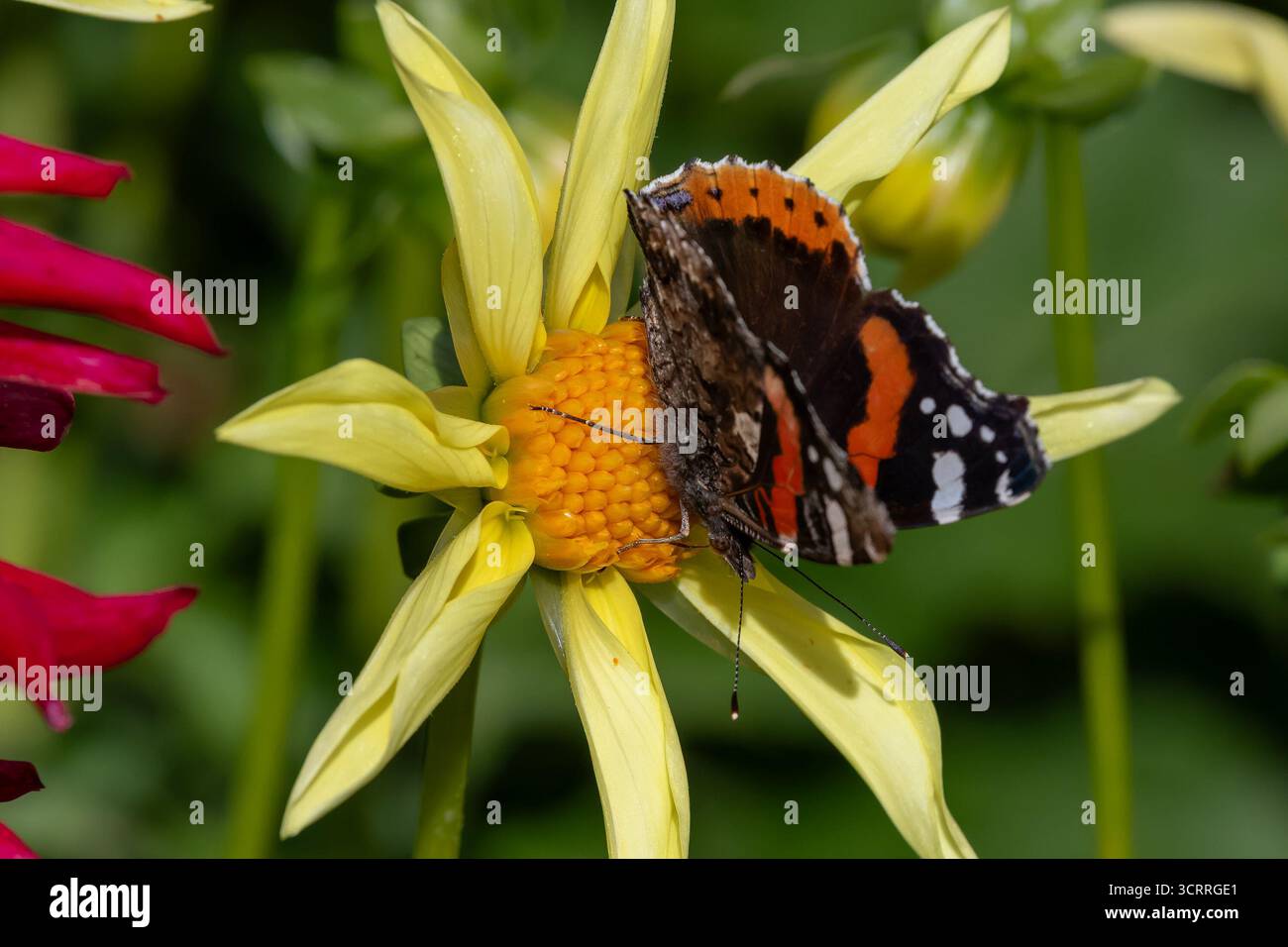 Villers-lès-Nancy, France - vue sur un papillon Vanessa atalanta fouillant une fleur de dahlia dans le jardin botanique Jean-Marie Pelt. Banque D'Images