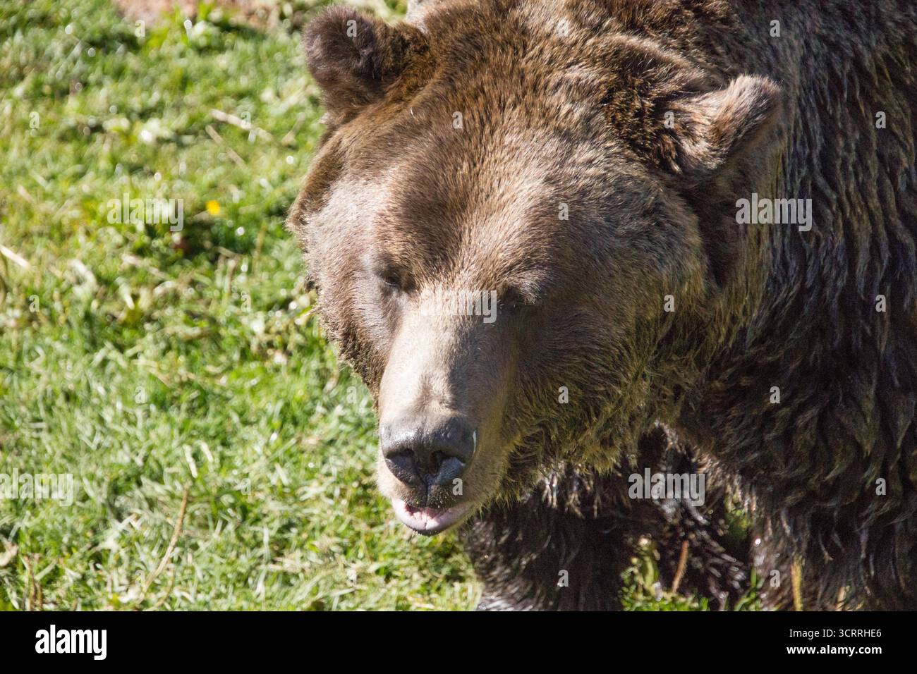 Ours brun sur Grouse Mountain en Colombie-Britannique Banque D'Images