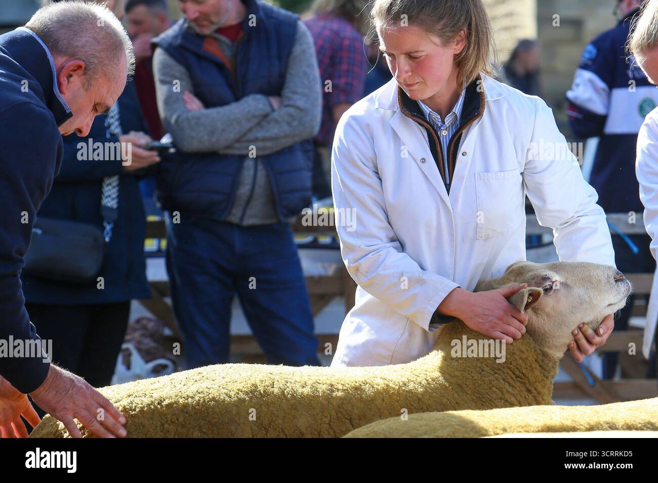 40th Masham Sheep Fair 2025, North Yorkshire, Angleterre, Royaume-Uni Banque D'Images