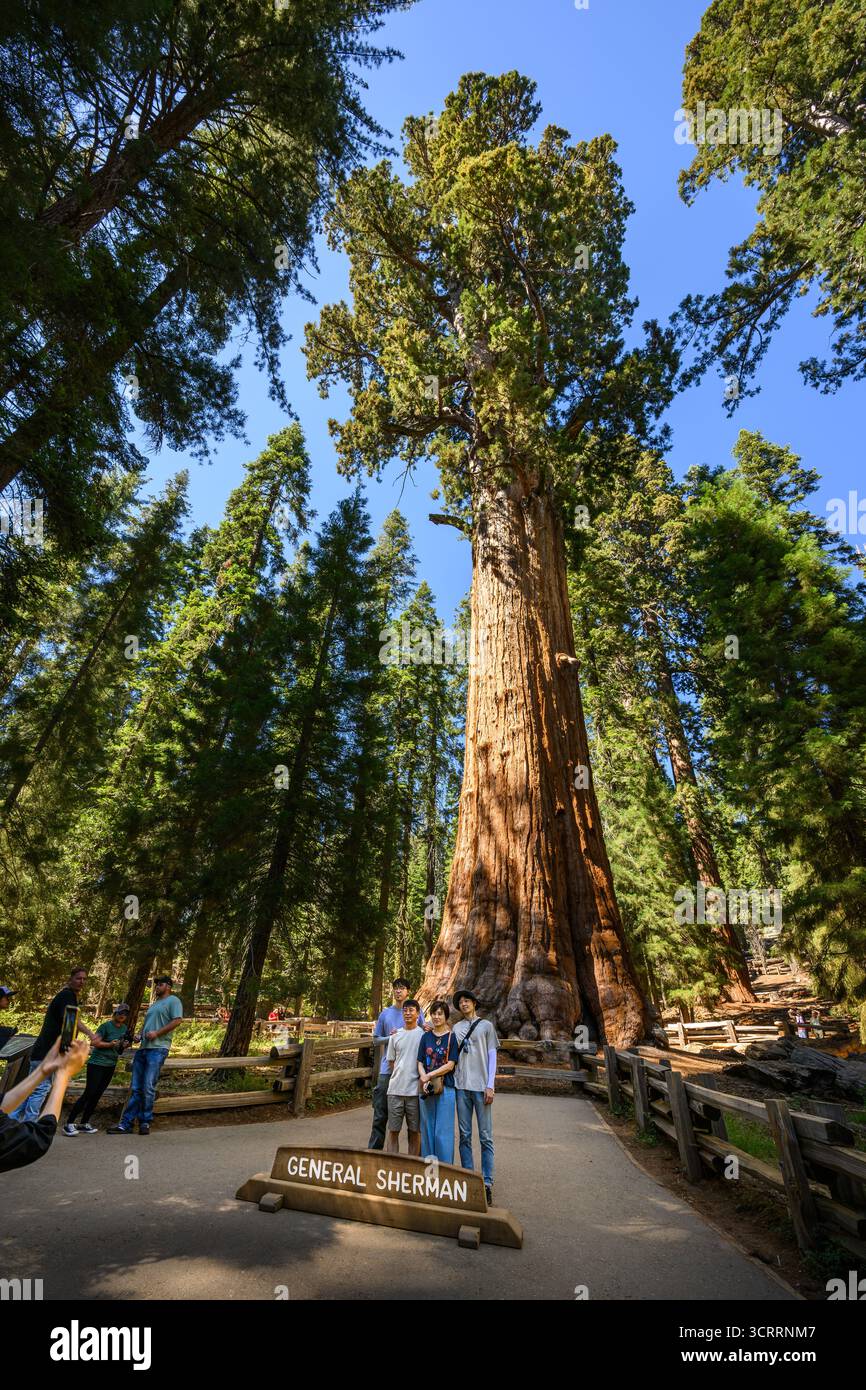 Le magnifique séquoia géant le général Sherman. Le plus grand arbre du monde. Banque D'Images