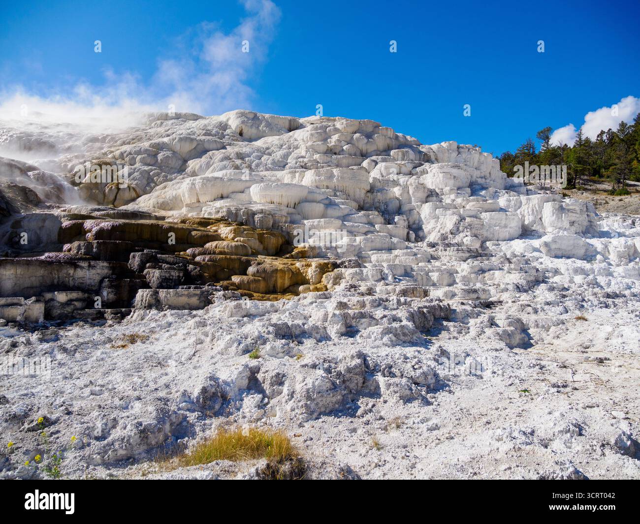Palette Spring, Mammoth Hot Springs, parc national de Yellowstone, Wyoming, États-Unis Banque D'Images