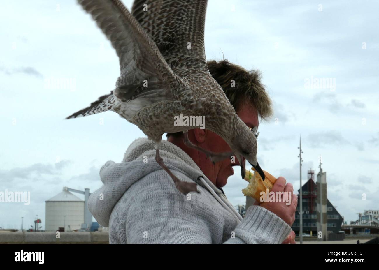 Calais, France - 14 septembre 2025 Un goéland argenté juvénile européen (Larus argentatus) effronté prend une baguette de la main d'une personne. Banque D'Images