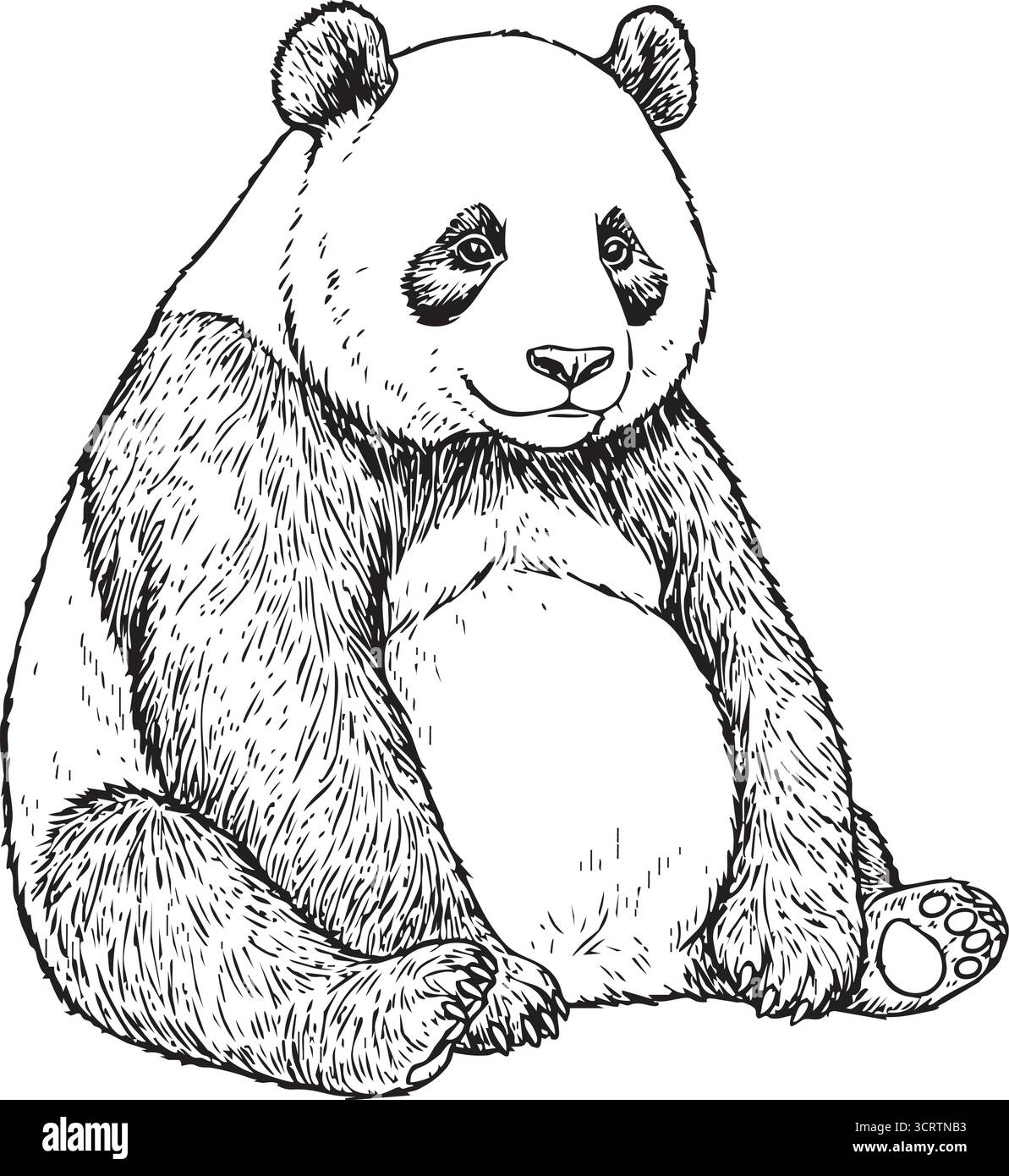 Un panda géant détendu est assis avec le ventre arrondi et des taches noires rendues avec des hachures douces et des lignes de contour Illustration de Vecteur