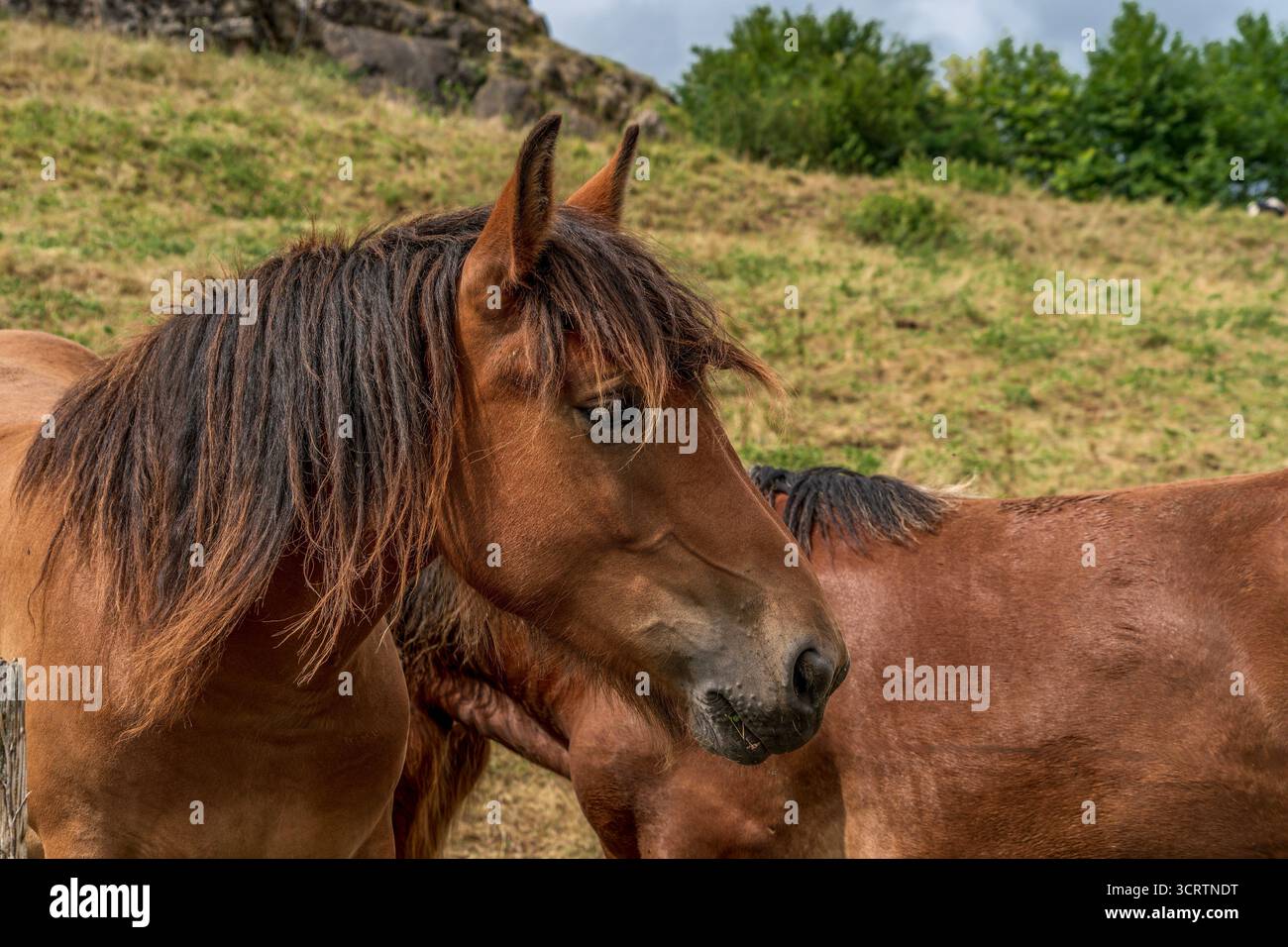 Gros plan profil Portrait de Brown Horse dans les pâturages ruraux de montagne. Tir de tête équine, détail animal, vie agricole de campagne, bétail Banque D'Images