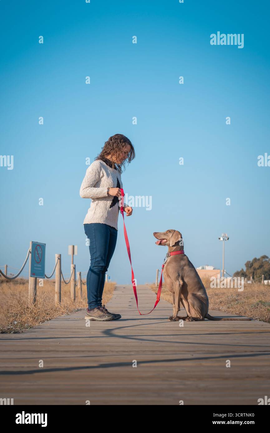 Jeune femme donnant des friandises à son chien de Weimaraner comme un renforcement positif pendant la session de formation à l'obéissance Banque D'Images