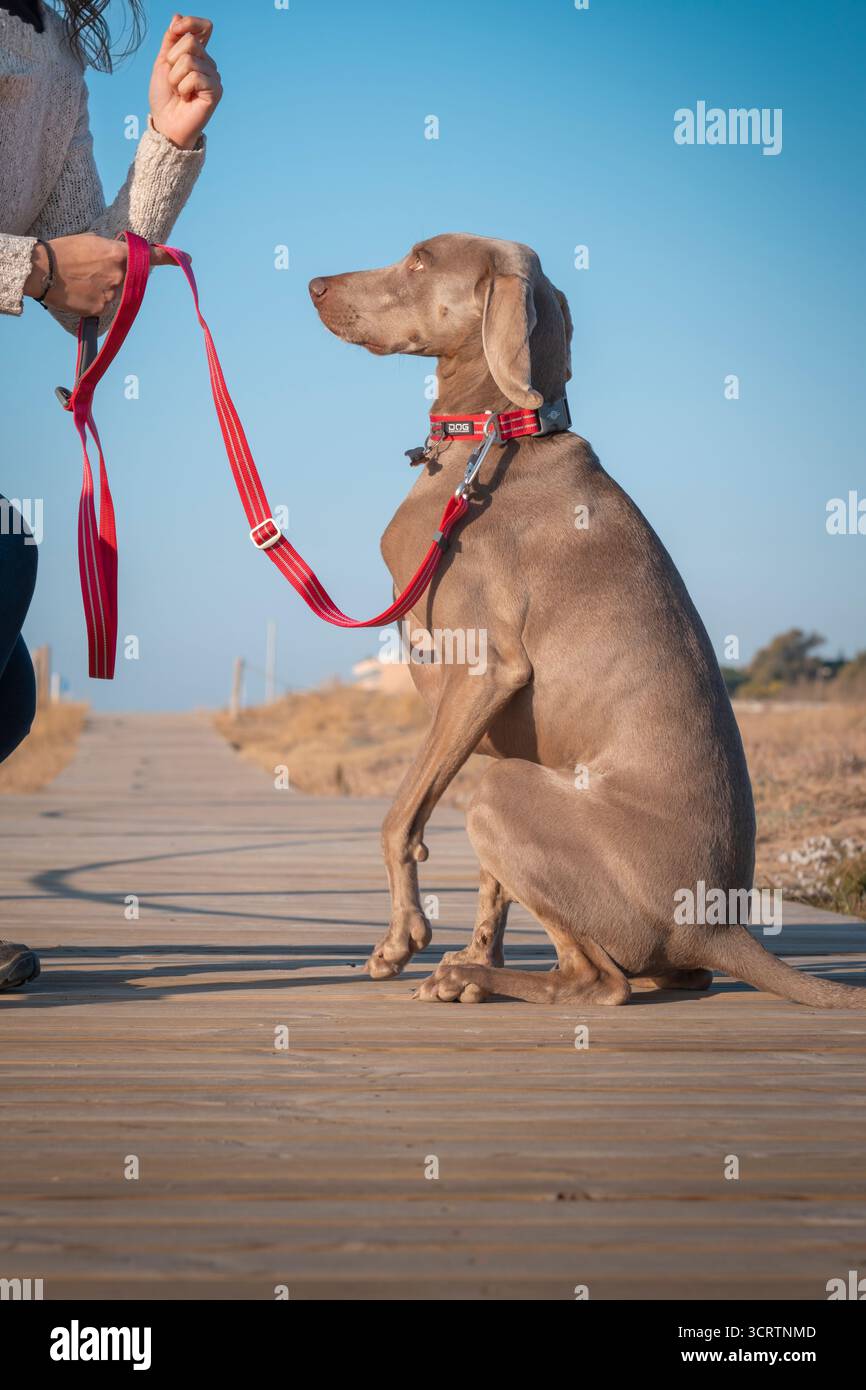 Gros plan d'un chien de Weimaraner obéissant qui reçoit une récompense de la part de la main du propriétaire pendant la session de formation sur le renforcement positif Banque D'Images