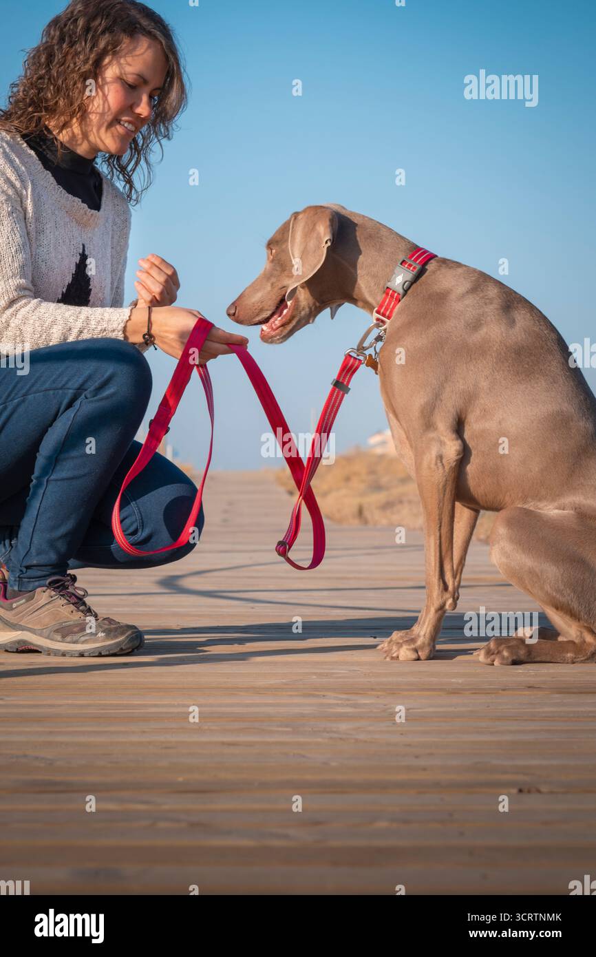 Un entraîneur de chien féminin souriant donne une récompense alimentaire au chiot Weimaraner obéissant pendant la session de formation de renforcement positif Banque D'Images