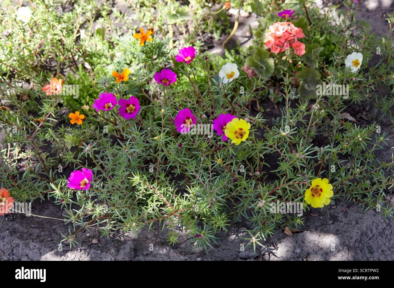 Fleurs Portulaca grandiflora dans le parc de la ville. Belle plante succulente en floraison estivale. Nom de famille Portulacaceae, nom scientifique Portulaca. Séléc Banque D'Images