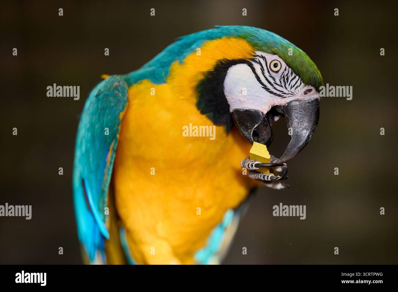 Bleu jaune aras perroquet manger gros plan portrait profil vue coloré oiseau tropical faune nature zoo captivité plumage vif bec Banque D'Images