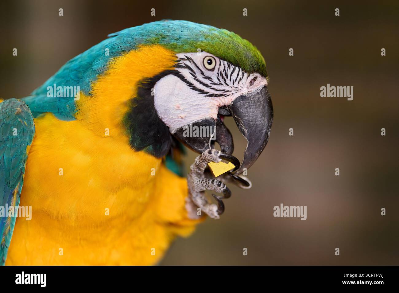 Bleu jaune perroquet d'aras mangeant noix gros plan portrait vue latérale coloré oiseau tropical nature zoo captivité comportement d'alimentation Banque D'Images
