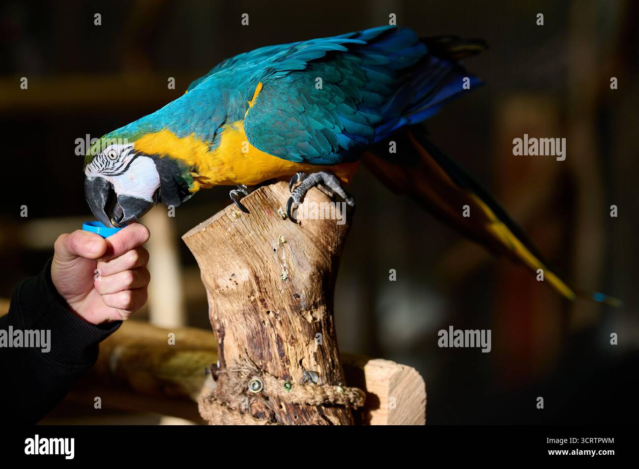 Bleu jaune perroquet aras perché branche en bois vue latérale coloré oiseau tropical faune nature zoo captivité plumage exotique portrait Banque D'Images