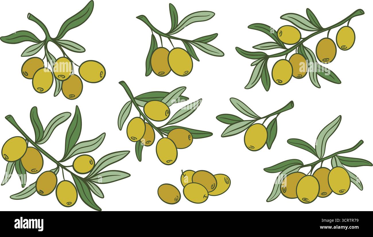Branches d'olivier dessinées à la main avec fruits sertis. Olives vertes mûres pour huile extra vierge. Clip art de brindilles d'olive, éléments vectoriels Illustration de Vecteur