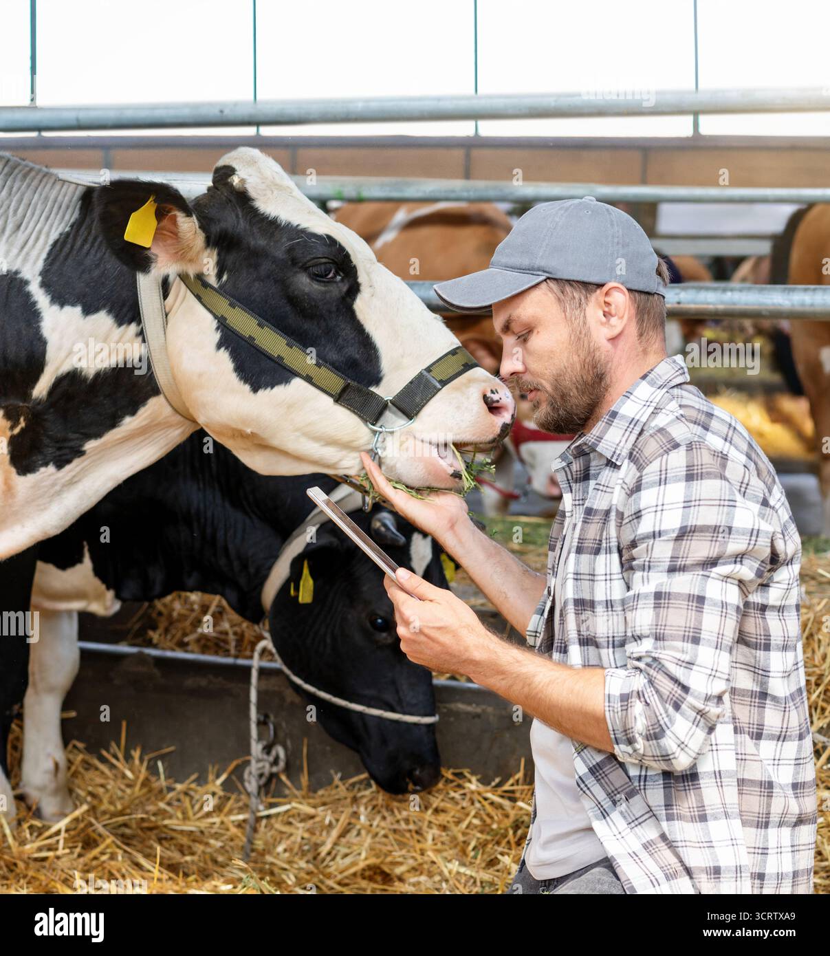 Vet utilisant la tablette pour vérifier la santé de la vache à la ferme Banque D'Images